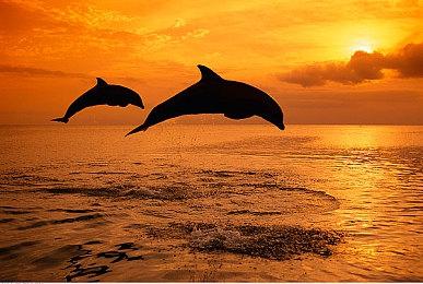 《Farming Simulator 25》 内容扩展包“Mercedes-Benz “发布